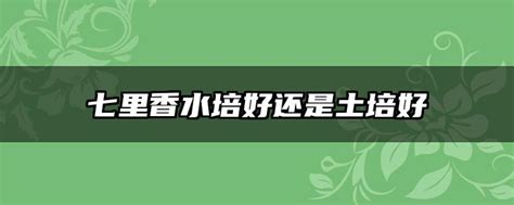 七里香水耕|七里香水培和土培，哪个更好？（探究七里香种植的不同方式，比。